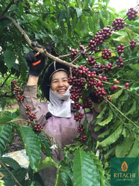 Cà phê Robusta - Ritachi Coffee - Công Ty TNHH Nosavi